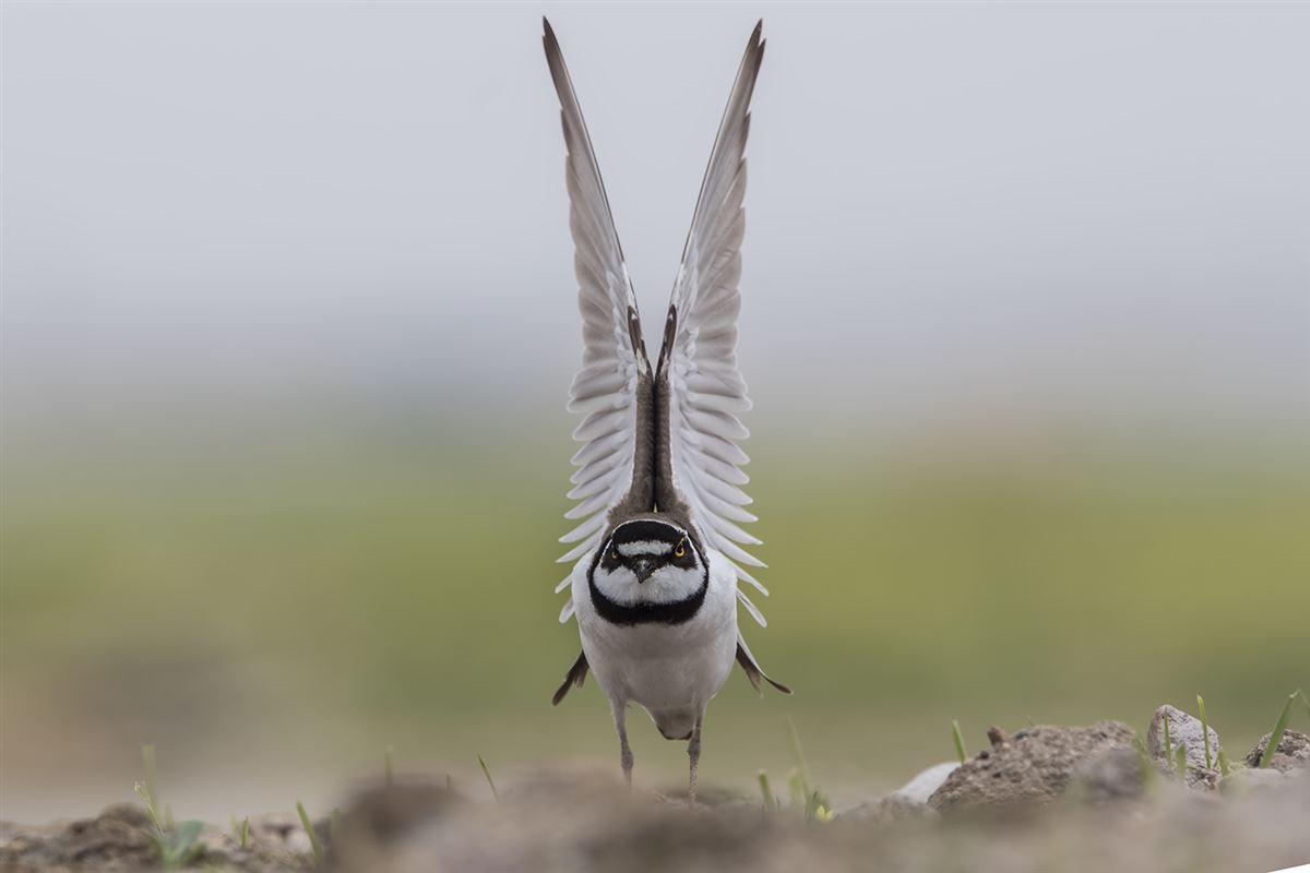 Little Ringed Plover