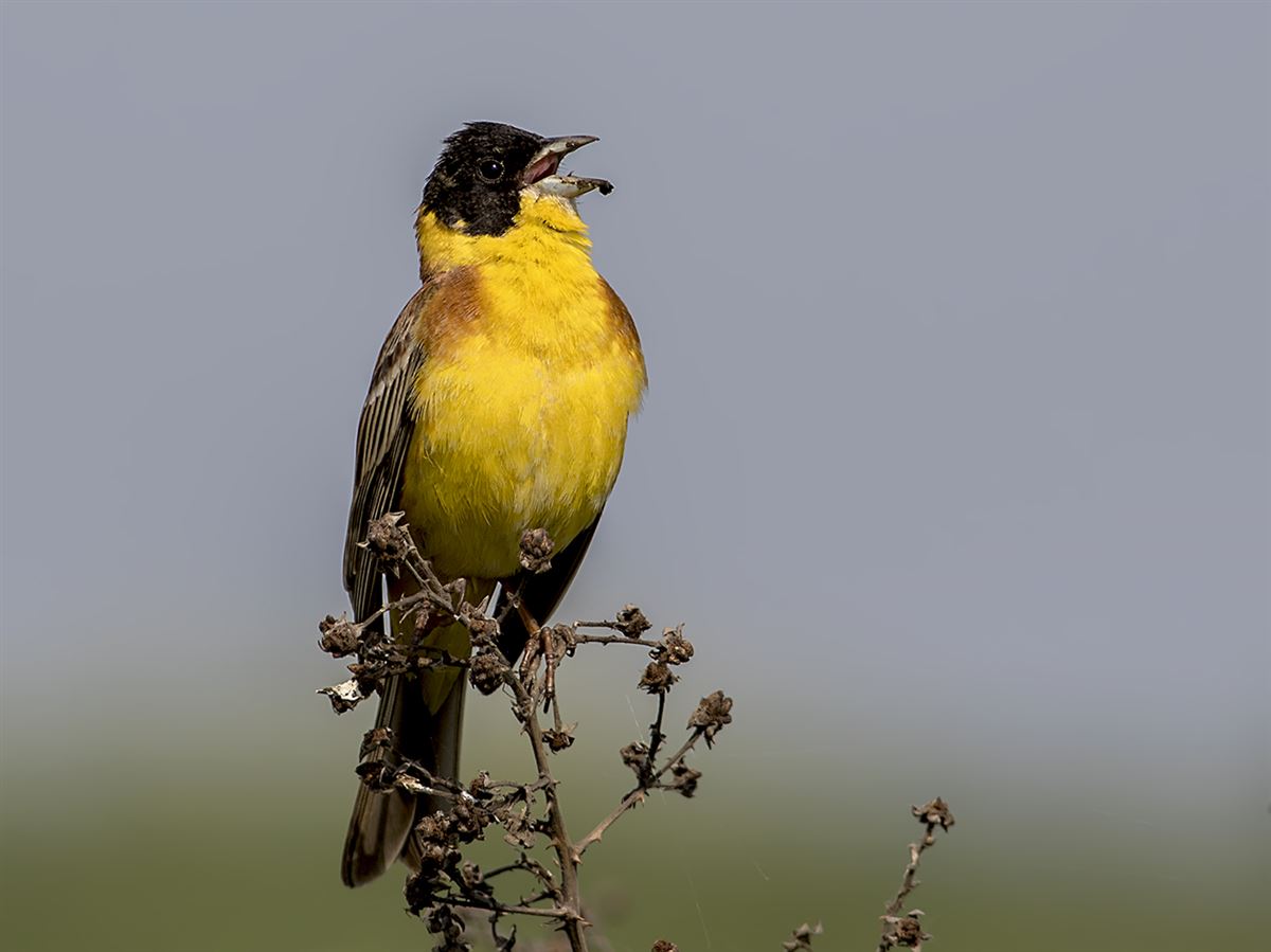 Black-headed Bunting