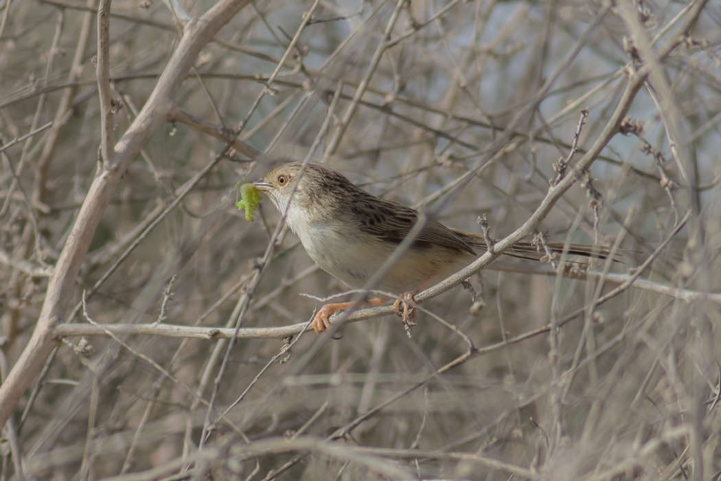 Delicate Prinia
