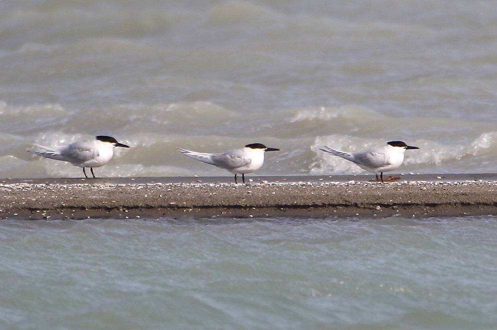 Sandwich Tern