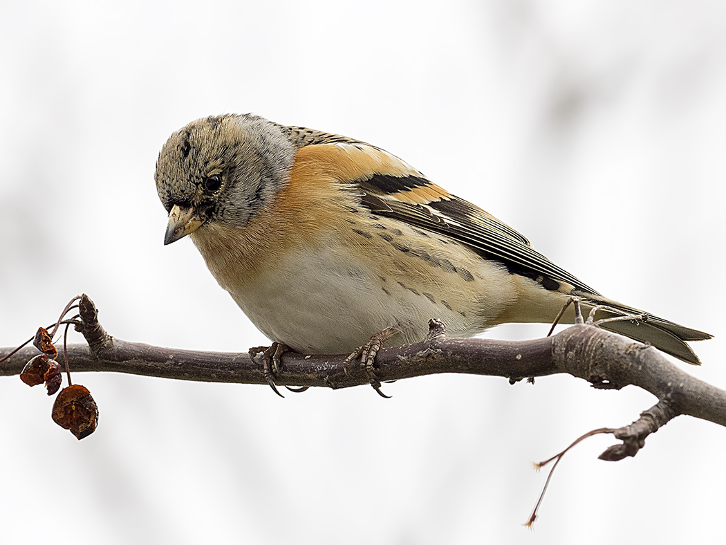 Brambling