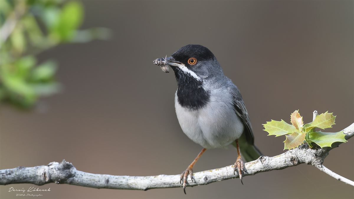 Rüppell`s Warbler