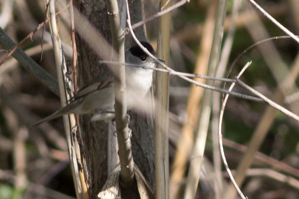 Eurasian Blackcap