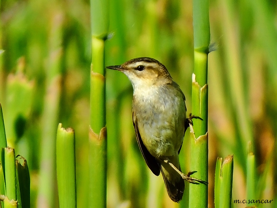 Sedge Warbler