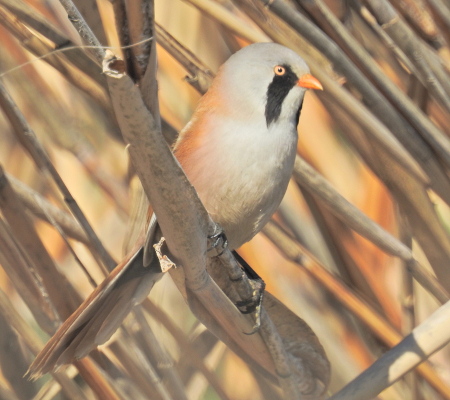 Bearded Reedling