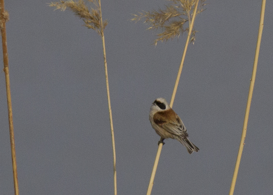 Eurasian Penduline Tit