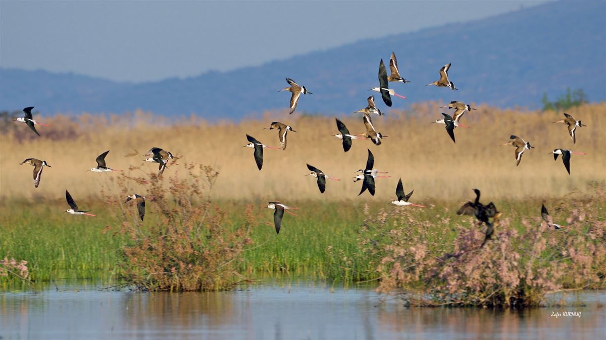 Black-winged Stilt