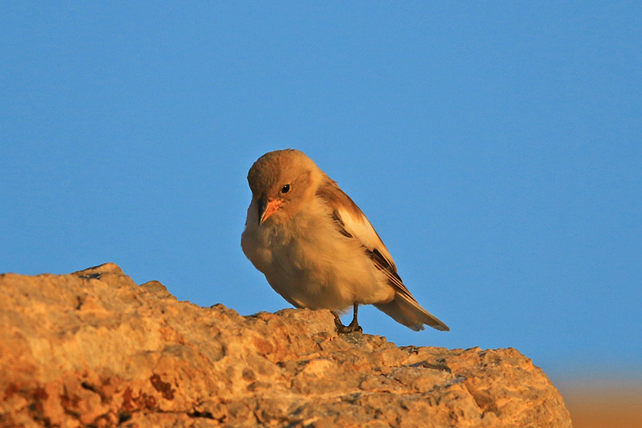 White-winged Snowfinch