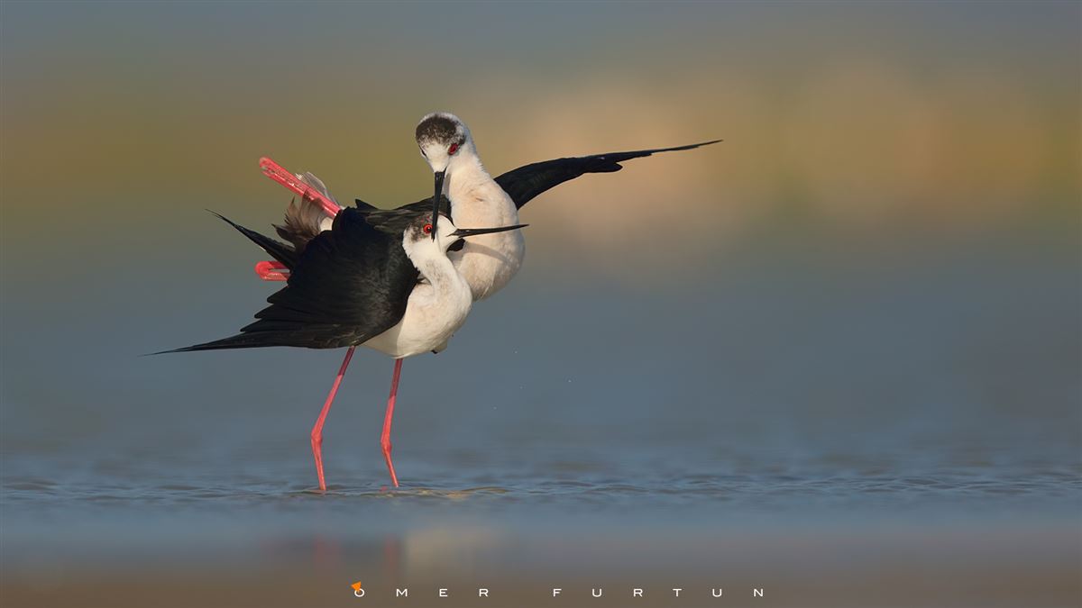 Black-winged Stilt