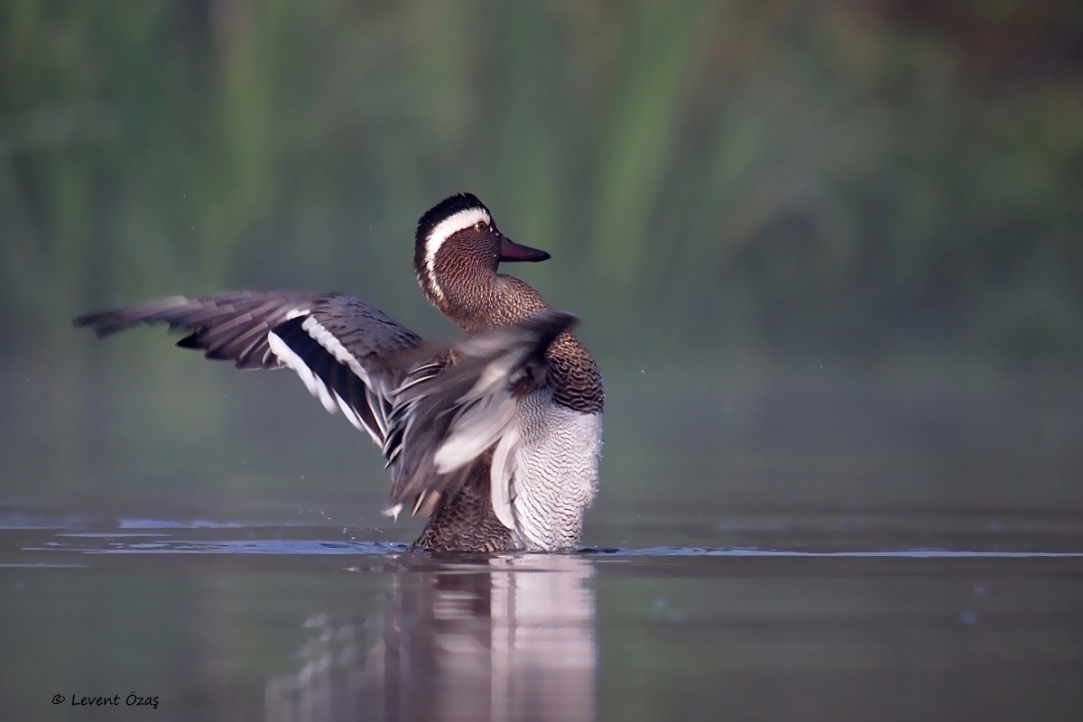 Garganey
