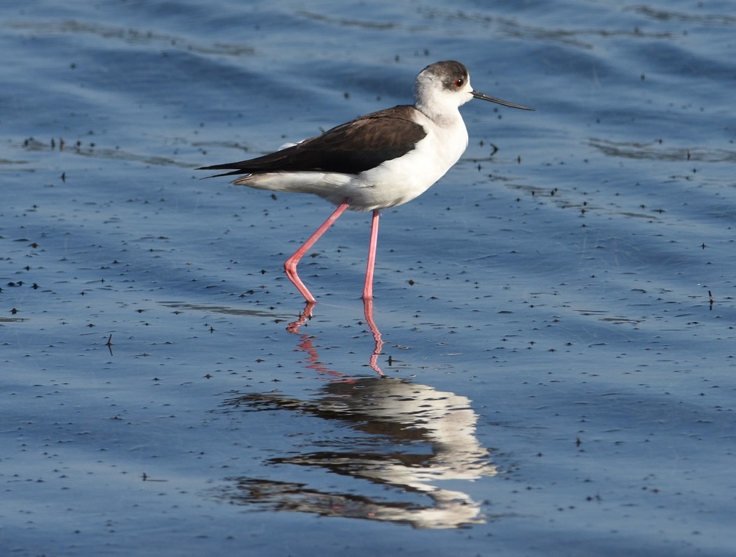Black-winged Stilt