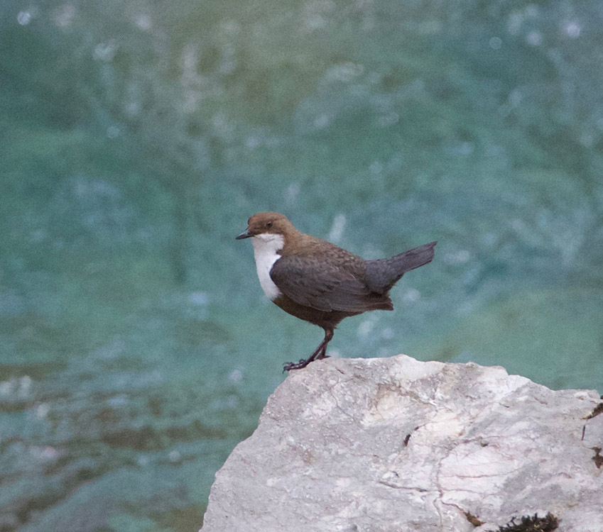 White-throated Dipper
