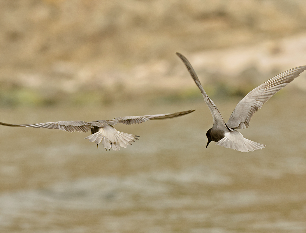 Black Tern