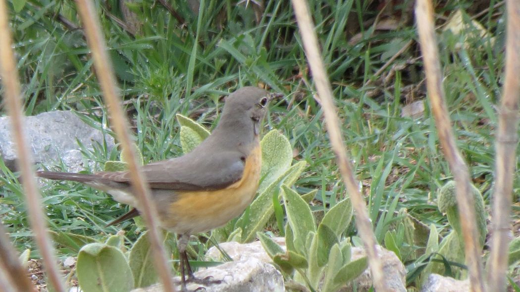 White-throated Robin