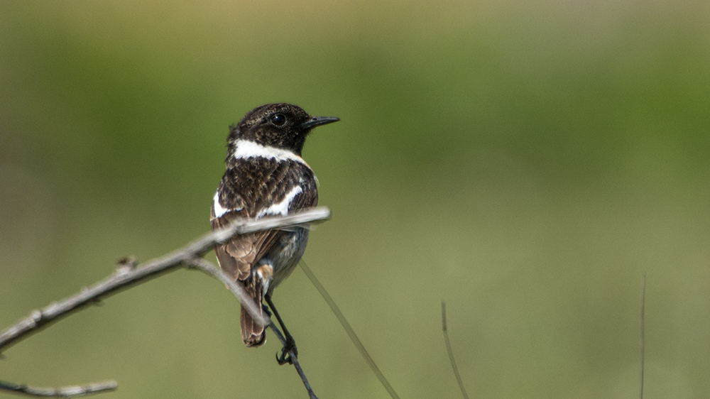 European Stonechat