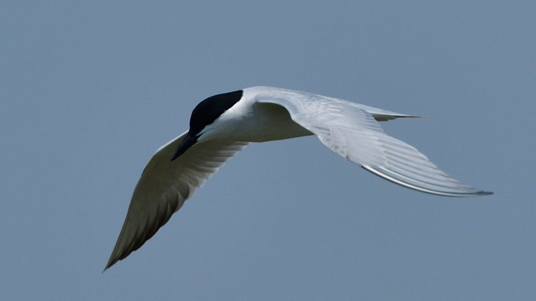 Gull-billed Tern