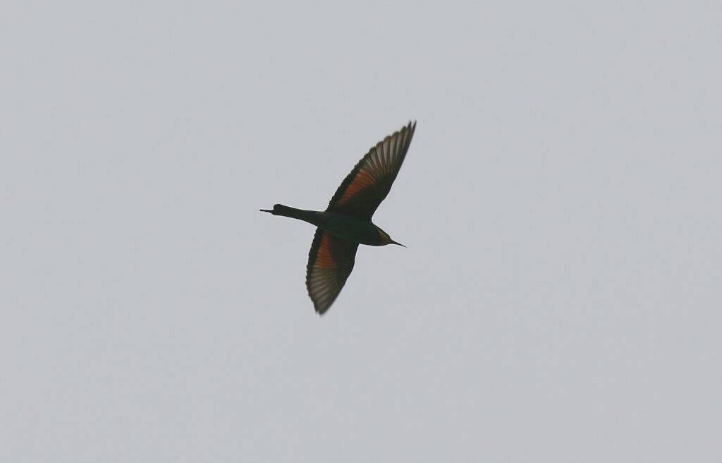 European Bee-eater