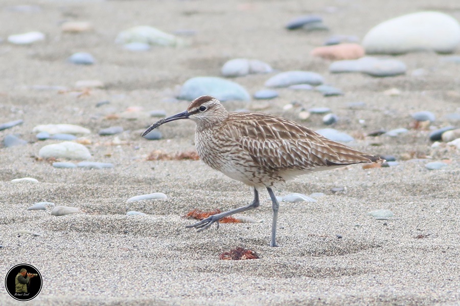 Eurasian Whimbrel
