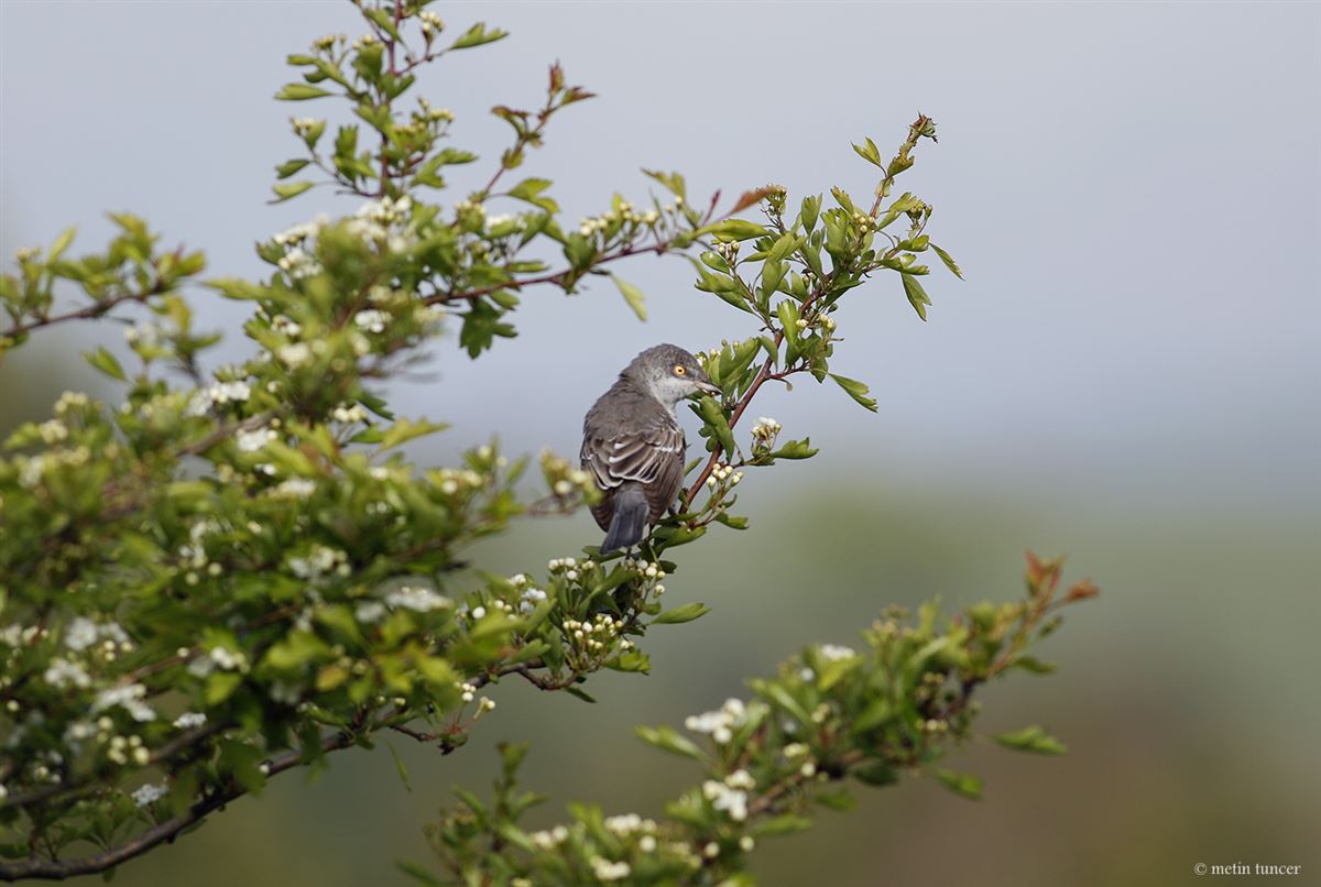 Barred Warbler