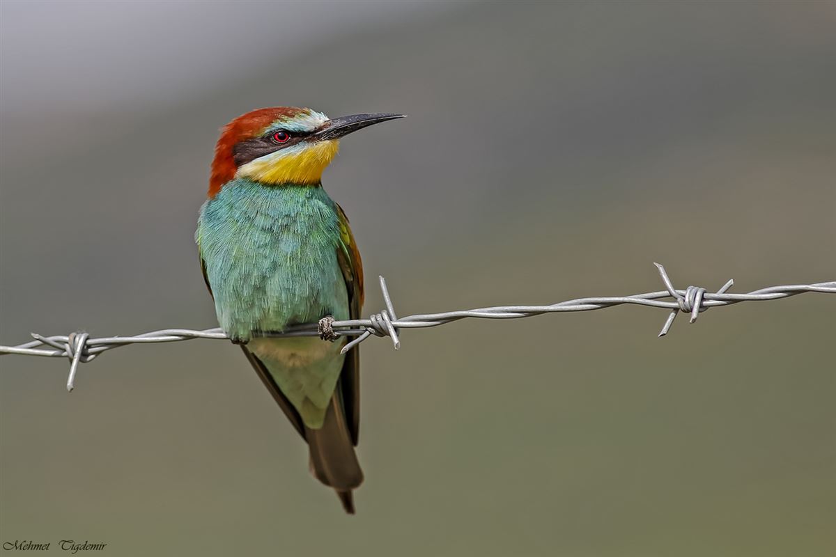 European Bee-eater