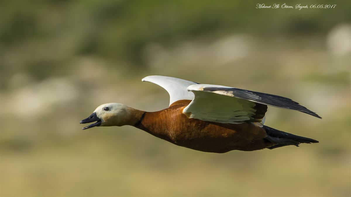 Ruddy Shelduck