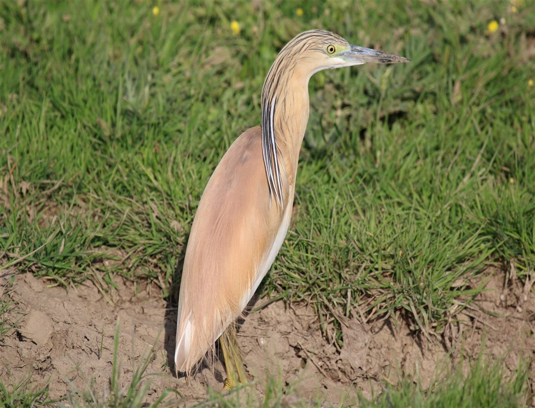 Squacco Heron