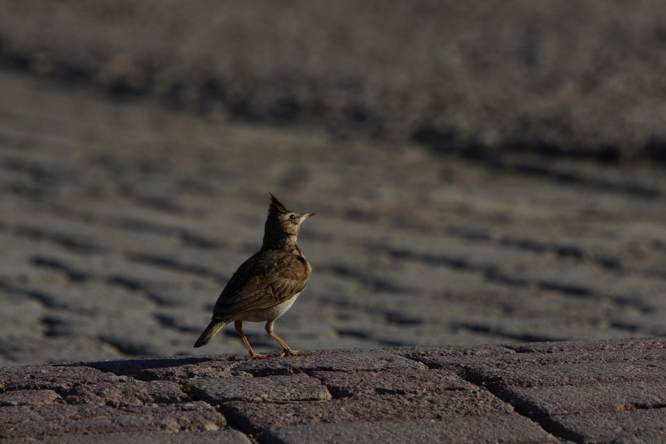 Crested Lark