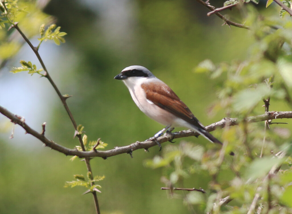 Red-backed Shrike