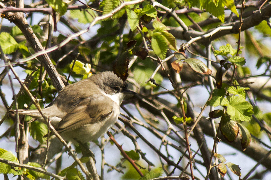Lesser Whitethroat