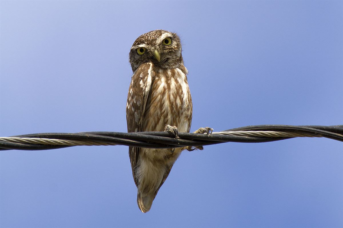 Little Owl