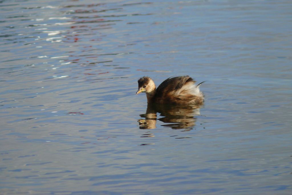 Little Grebe