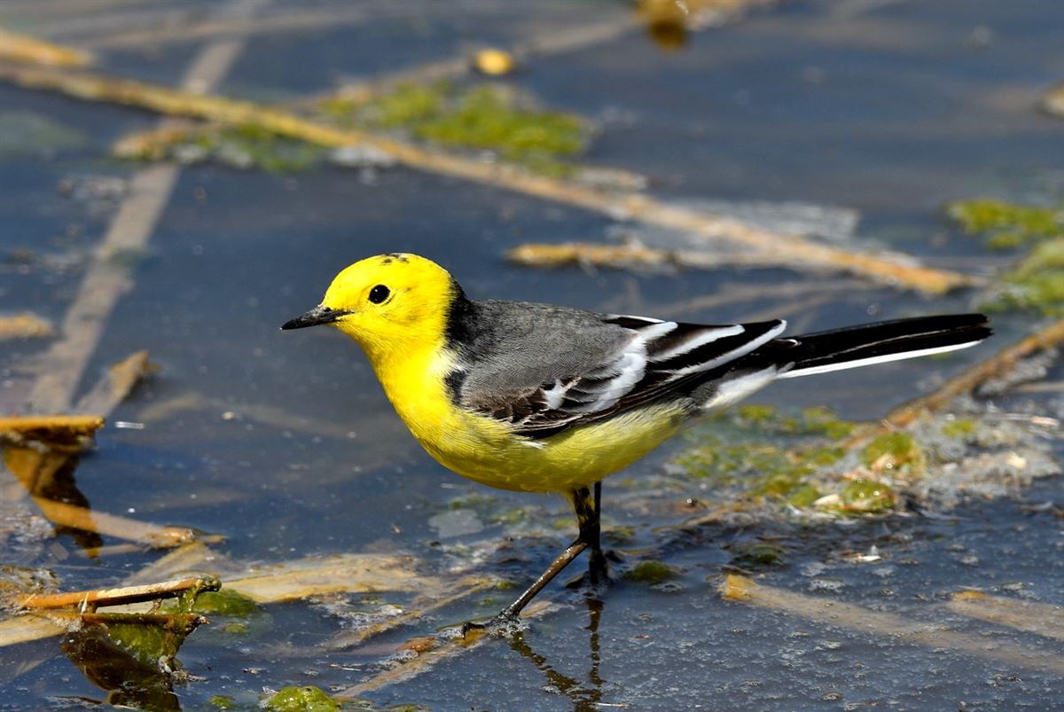 Citrine Wagtail
