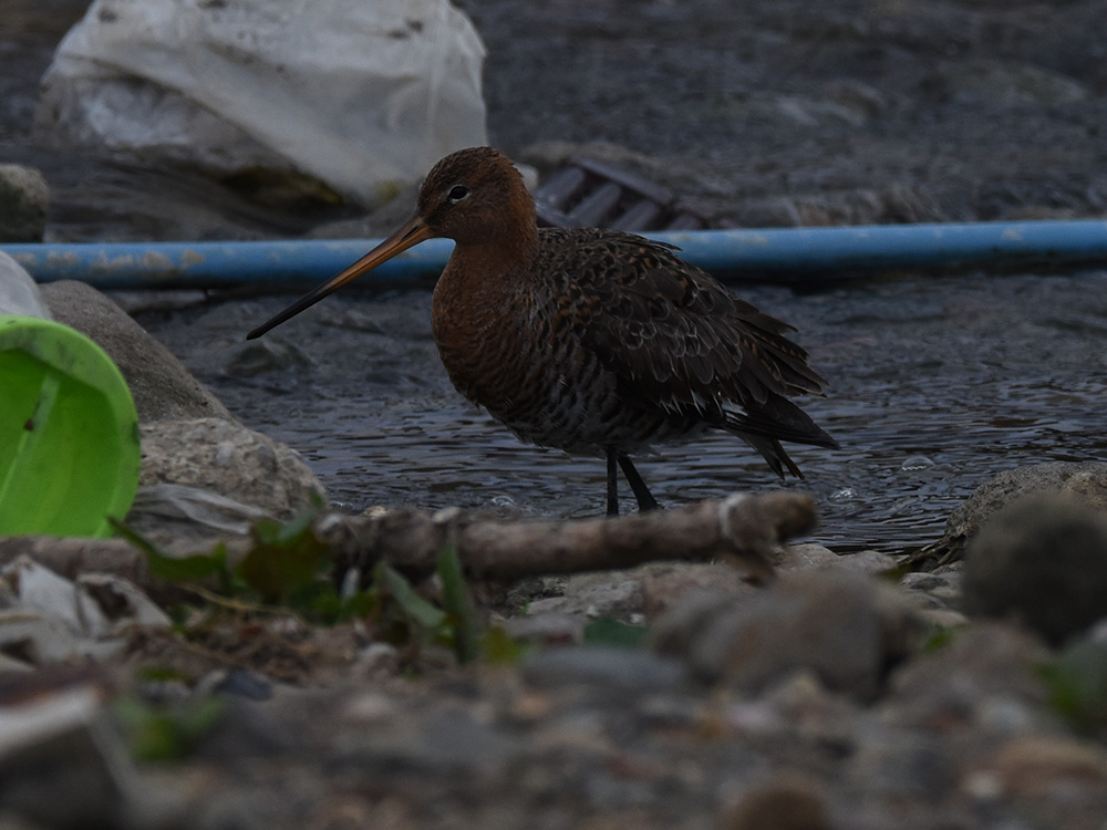 Black-tailed Godwit