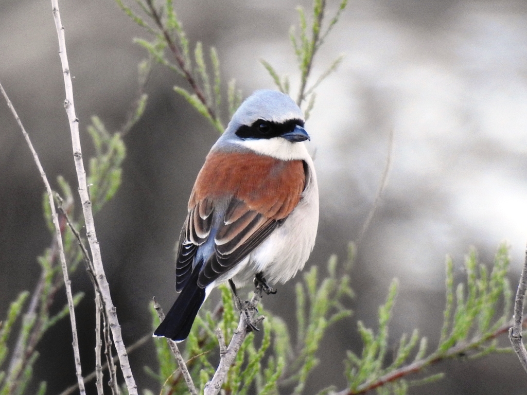 Red-backed Shrike