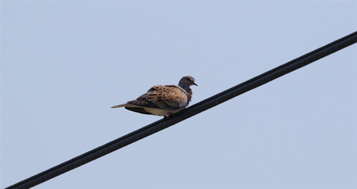 European Turtle Dove