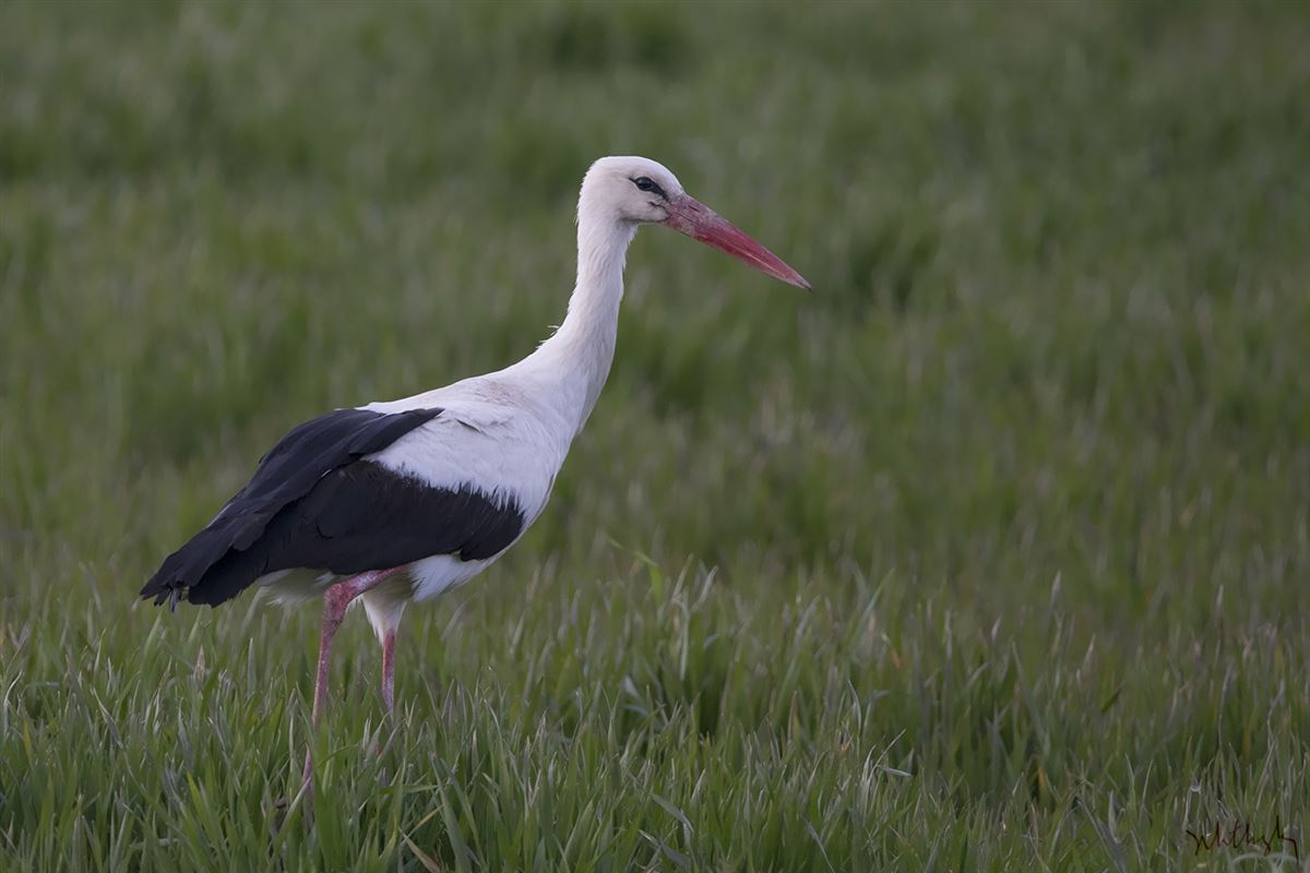 White Stork