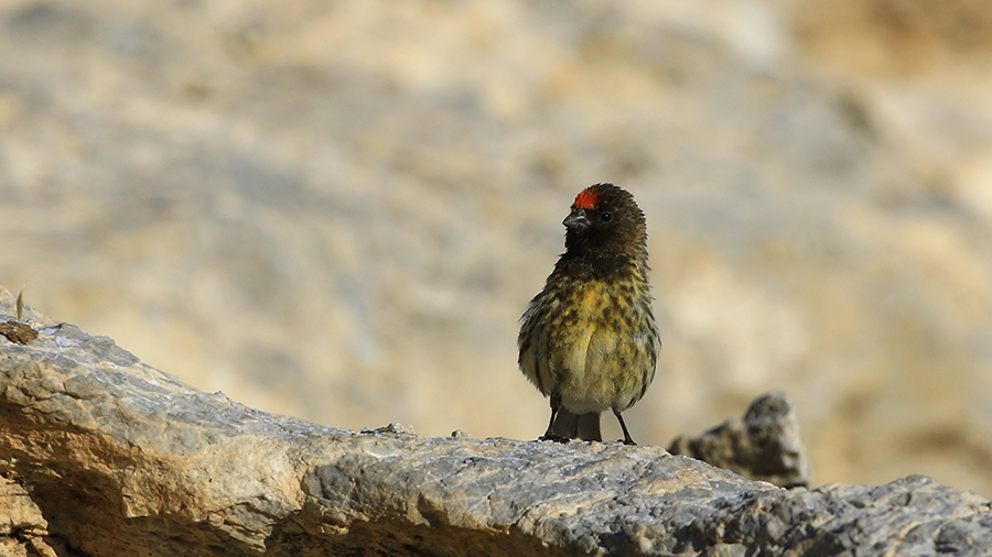 Red-fronted Serin