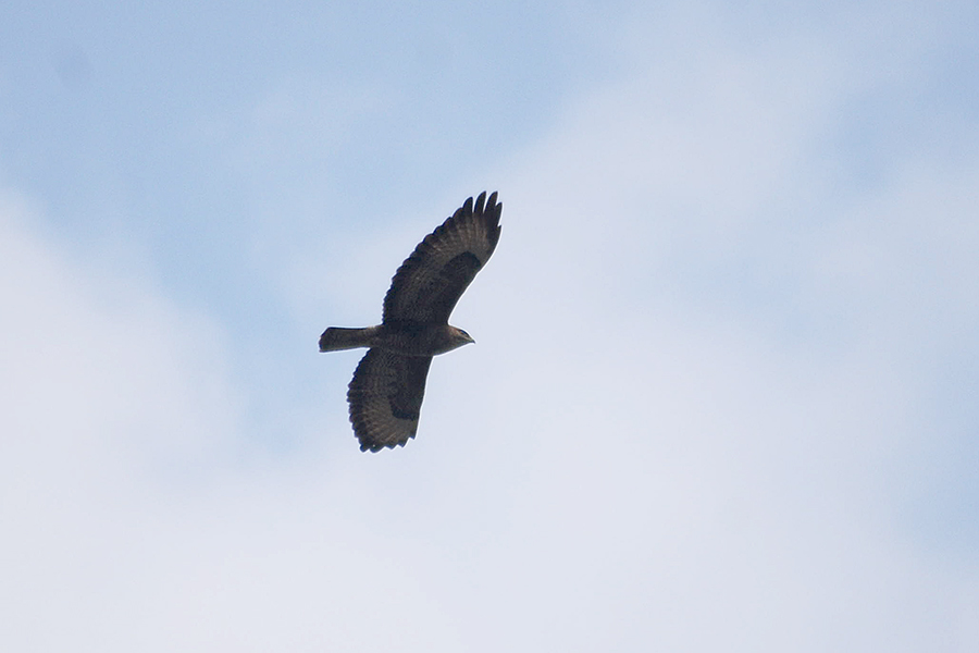 Common Buzzard