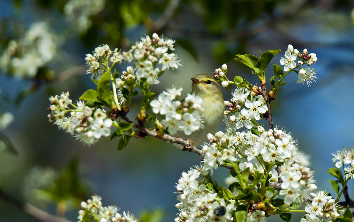 Common Chiffchaff