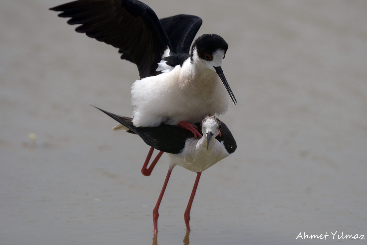 Black-winged Stilt