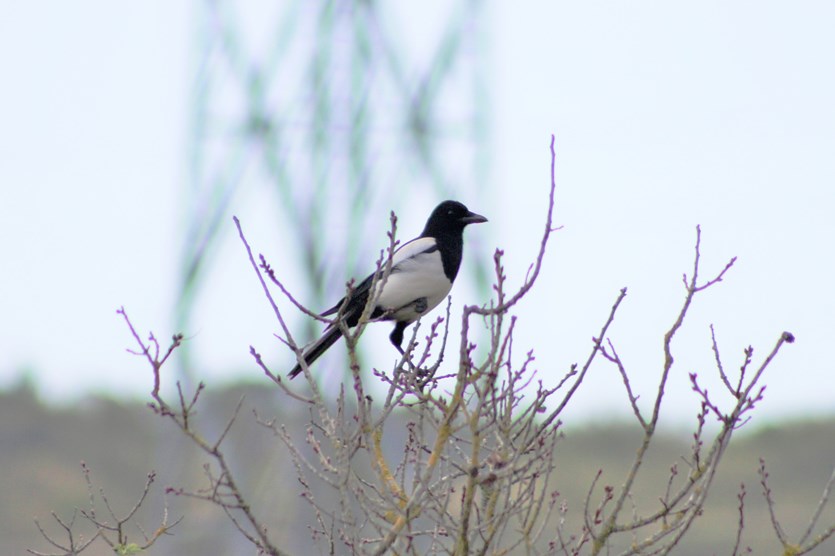 Eurasian Magpie