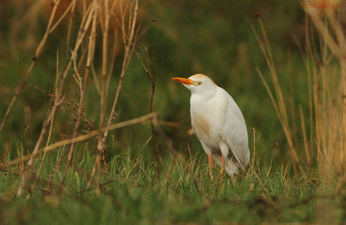 Western Cattle Egret