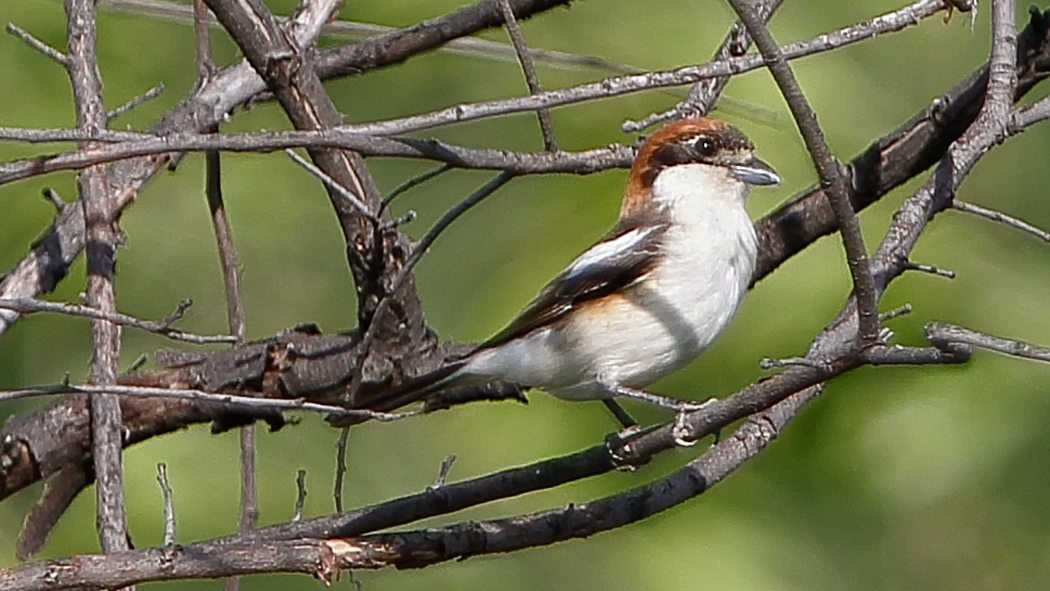 Woodchat Shrike