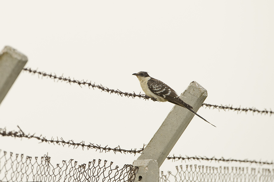 Great Spotted Cuckoo