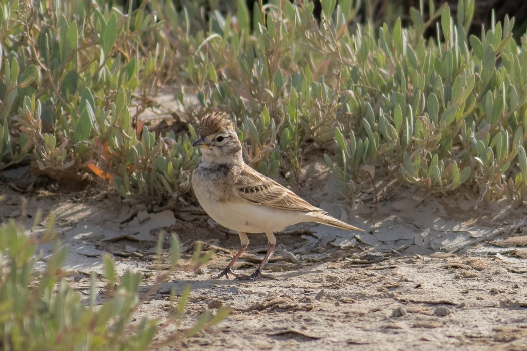Greater Short-toed Lark