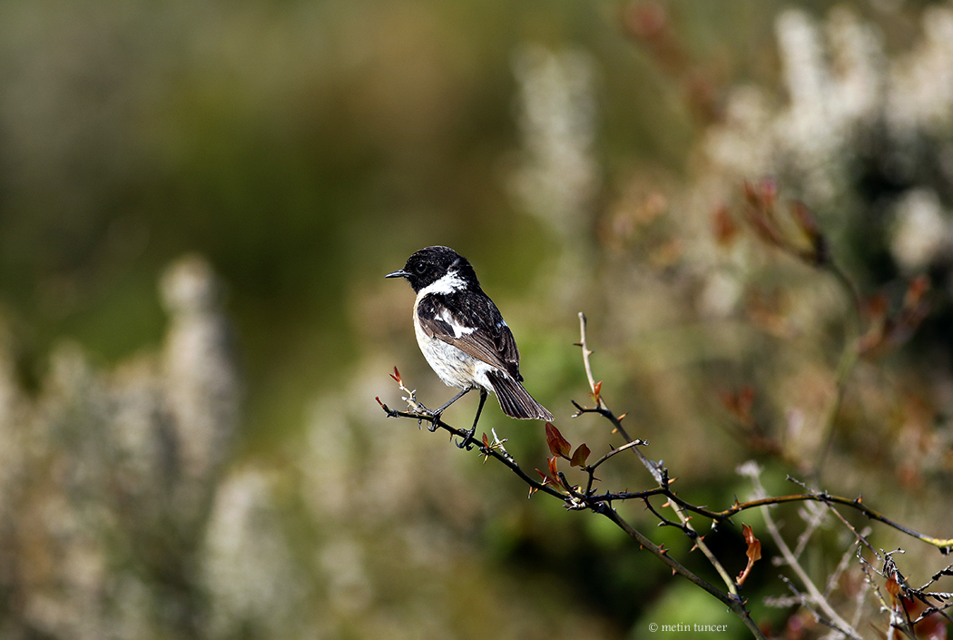 Siberian Stonechat
