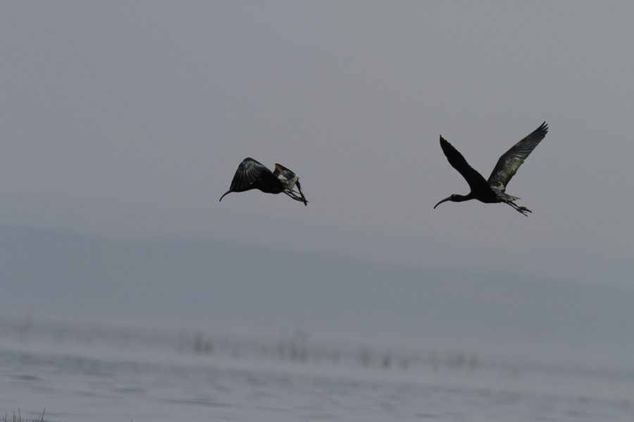 Glossy Ibis