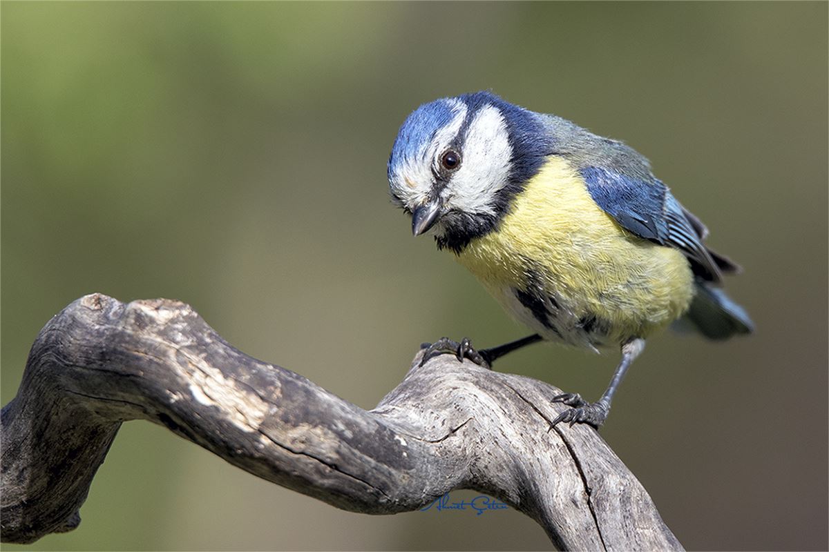 Eurasian Blue Tit