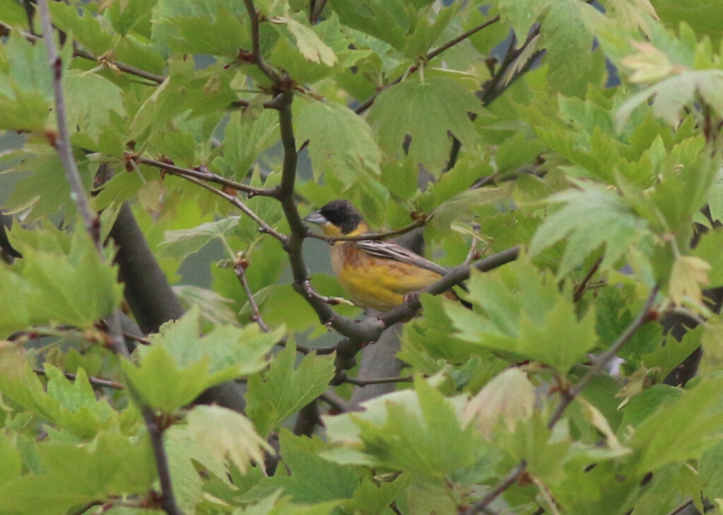 Black-headed Bunting
