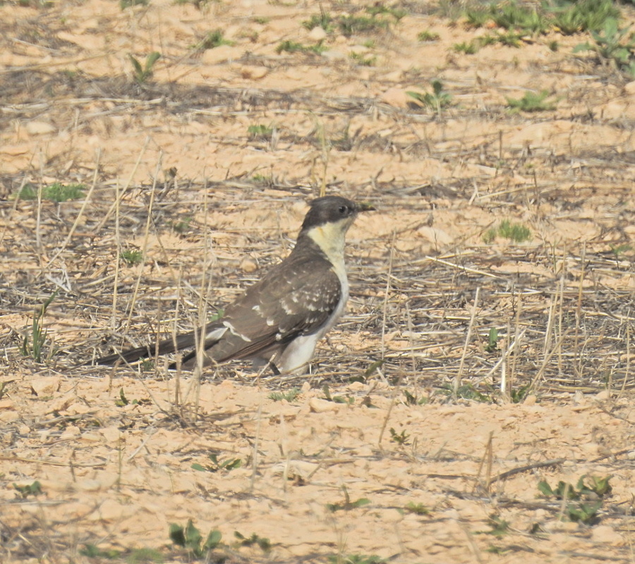 Great Spotted Cuckoo